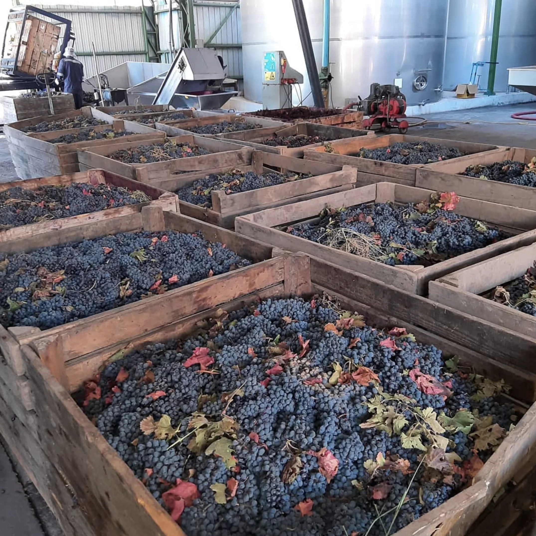 Viña Altos del Valle presenta su nueva cosecha de autor 2025 inspirada en el terroir del Maule